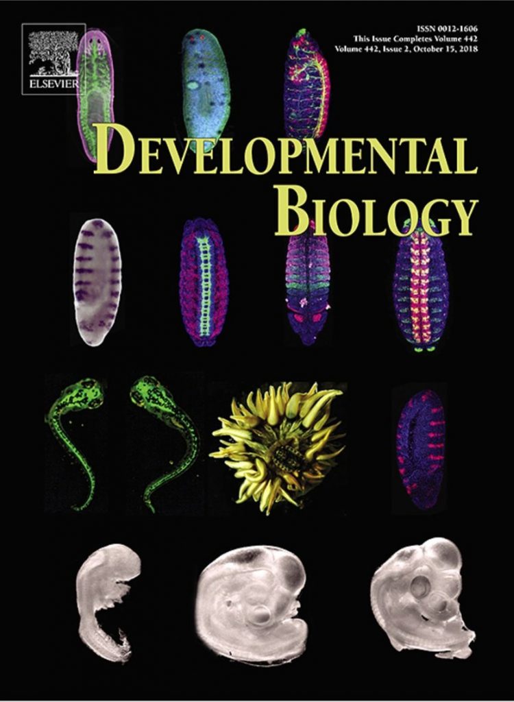 cover developmental biology
